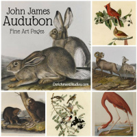 John James Audubon Fine Art Pages: Printed and Shipped